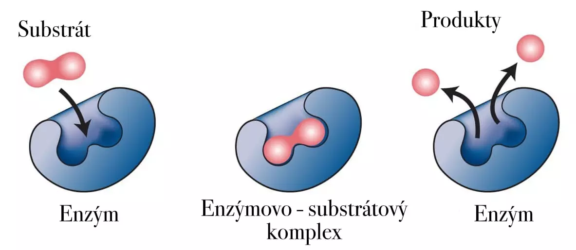 Mechanizmus pôsobenia enzýmov