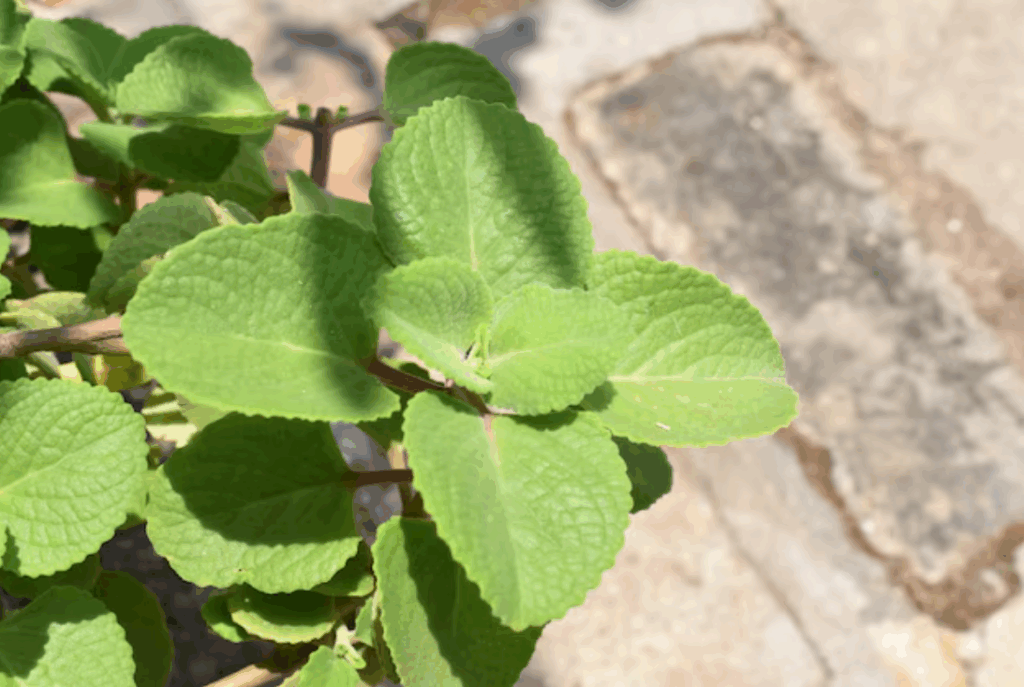 Nádchovnk-pestovanie-a-starostlivosť-1